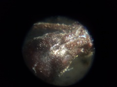Curculionoidea
