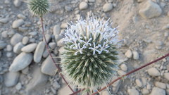 Echinops
