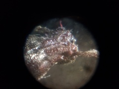Curculionoidea