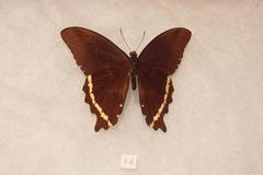 Papilio nireus pseudonireus