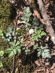 Geum vernum