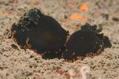 Dendrodoris