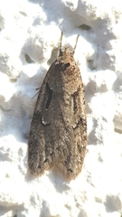 Semioscopis steinkellneriana