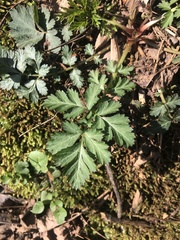 Geum vernum