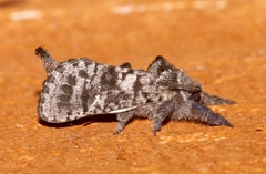Givira francesca