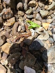 Scolopendra alternans