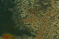 Pseudolabrus eoethinus