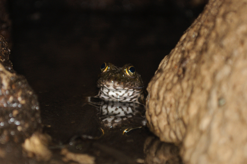 Poynton's River Frog
