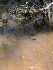 Nerodia fasciata