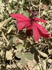 Hibiscus uncinellus