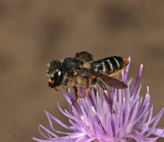 Lithurgus chrysurus