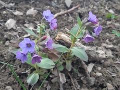 Pulmonaria officinalis
