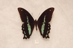 Papilio nireus pseudonireus