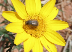 Chasmatopterus villosulus