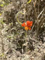 Adenophyllum squamosum