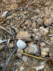 Sonorella allynsmithi