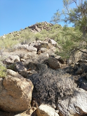 Sonorella allynsmithi