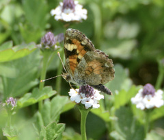 Phyciodes phaon