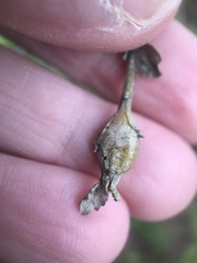 Gnorimoschema baccharisella