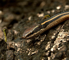 Coniophanes schmidti