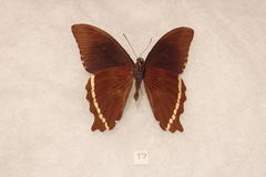 Papilio nireus pseudonireus