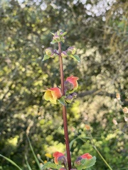 Scrophularia sambucifolia