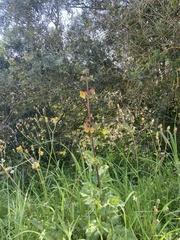 Scrophularia sambucifolia