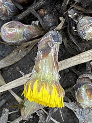 Tussilago farfara