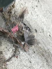 Columba livia domestica