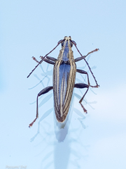 Navomorpha sulcata