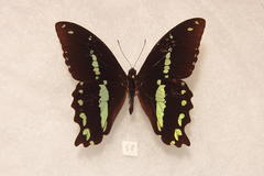 Papilio nireus pseudonireus