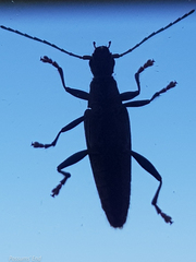 Navomorpha sulcata
