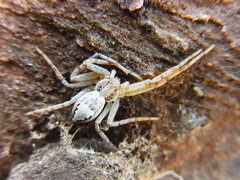 Philodromus auricomus