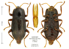 Esolus parallelepipedus