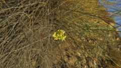 Ochradenus aucheri