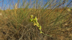Ochradenus aucheri