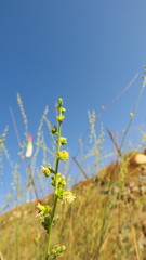 Ochradenus aucheri