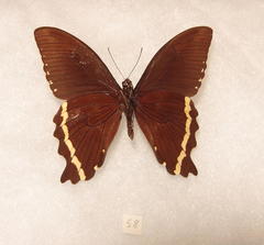 Papilio nireus pseudonireus