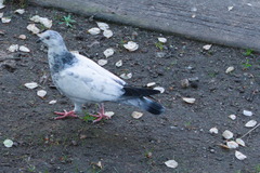 Columba livia domestica