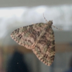 Hammaptera parinotata