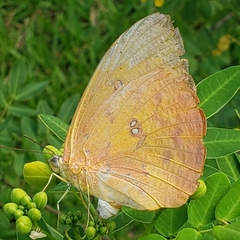 Phoebis philea philea