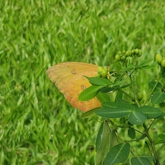 Phoebis philea philea