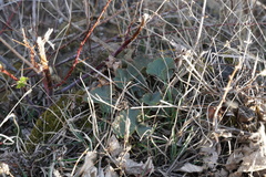 Heuchera richardsonii