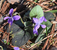 Viola hirsutula