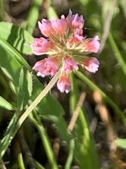 Trifolium bifidum decipiens