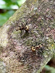 Polyrhachis ypsilon