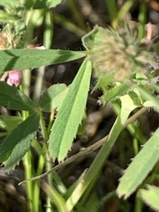 Trifolium bifidum decipiens