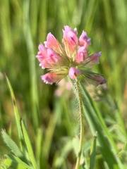 Trifolium bifidum decipiens