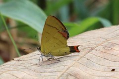 Heliophorus