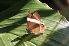 Abisara neophron